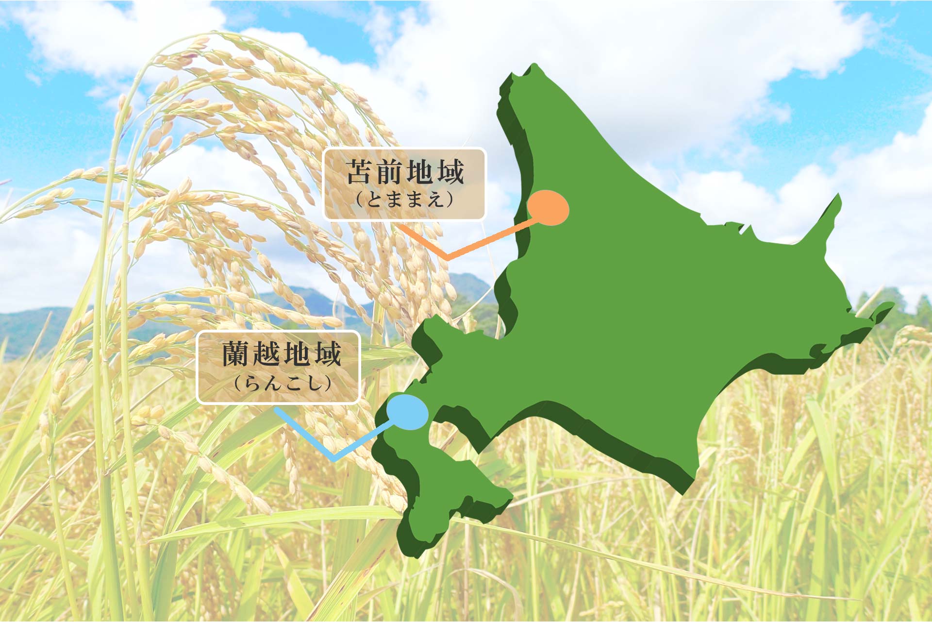 蘭越米生産地紹介