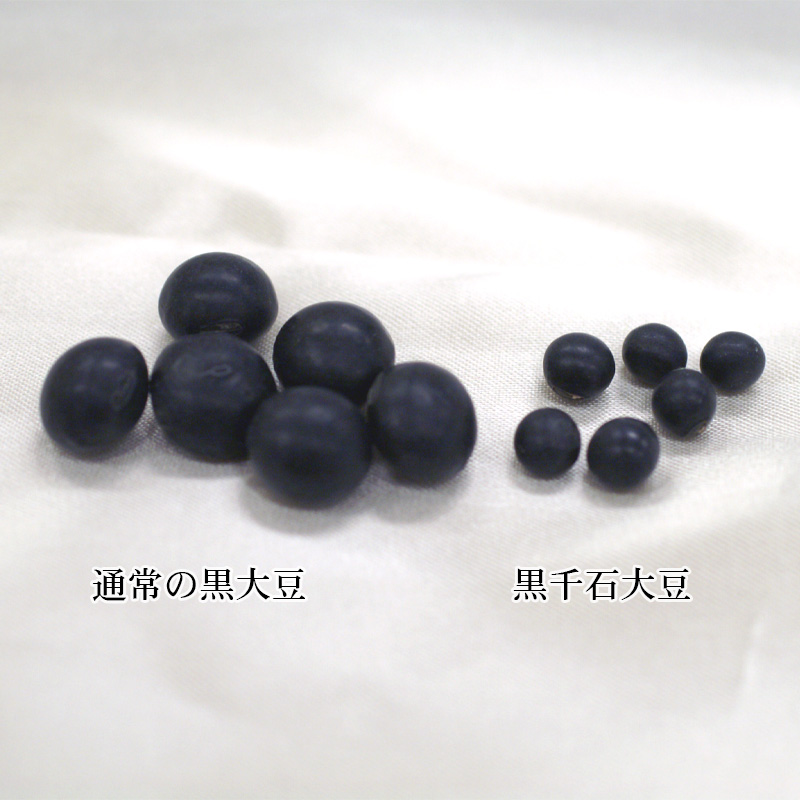 黒千石（くろせんごく）大きさ比較 黒千石（くろせんごく）の大きさ