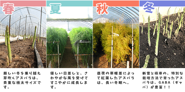 グリーンアスパラガス ハウス春芽２L 1kg