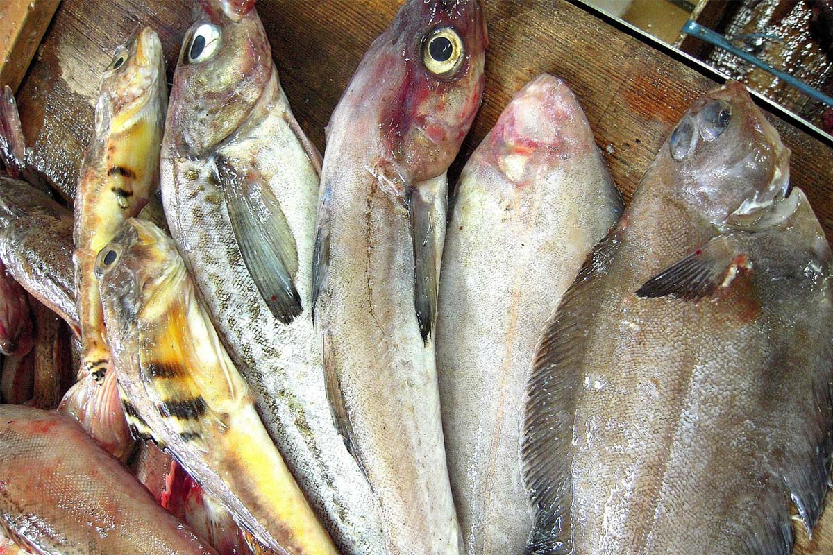 きっかけは、魚屋視点の魚選び【蒲鉾のかね彦】