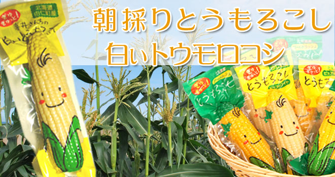 朝採りとうもろこし「ぎゅぎゅっと！とうもろこし」ホワイトショコラ【由仁町 喜井ファーム】