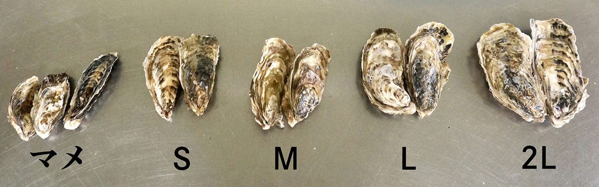 「昆布の森の牡蠣」の牡蠣の大きさの比較。