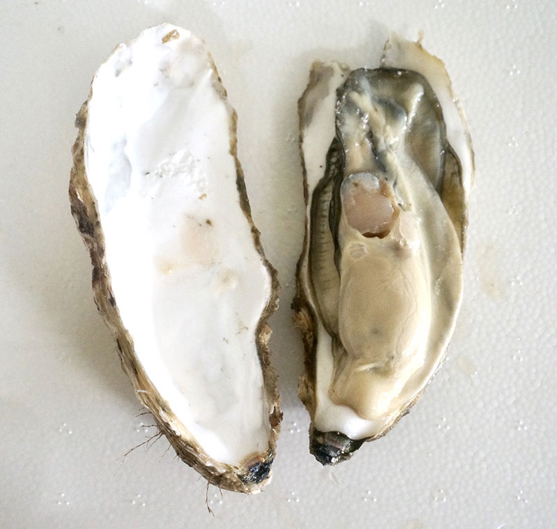 「昆布の森の牡蠣」の2Lサイズです。これ、岩牡蠣ではないんですよ。