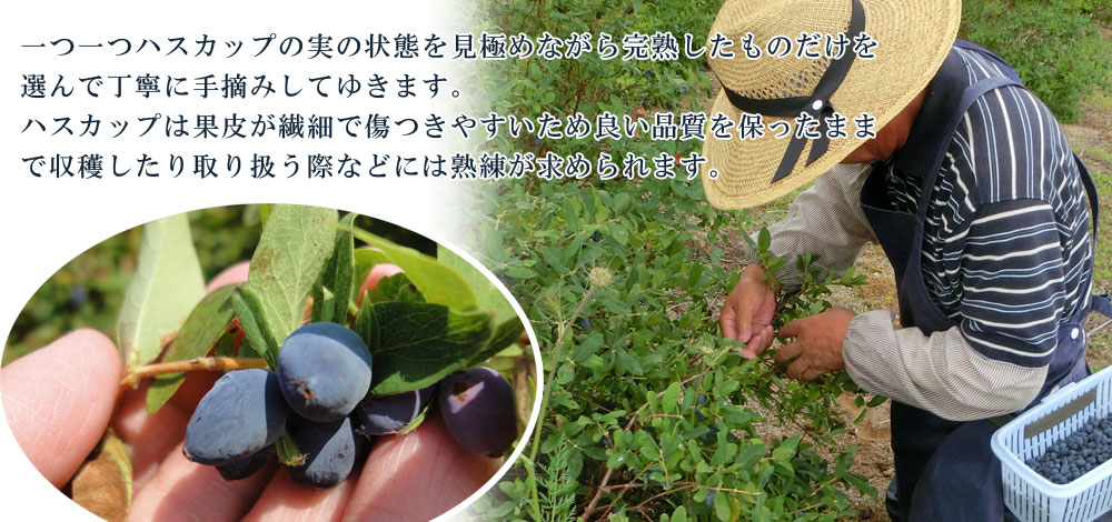 冷凍ハスカップ 300g【共済農場】