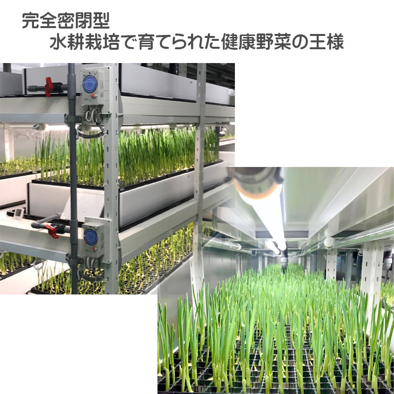 完全密閉型の発芽にんにく水耕栽培