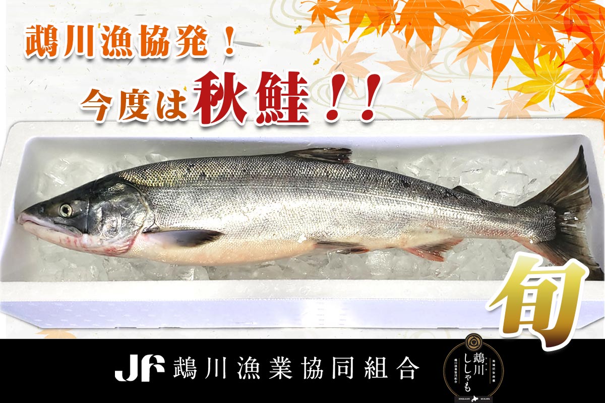 鵡川漁協発!今度は秋鮭!!【2箱】秋鮭オス(1匹約2.5kg×2)