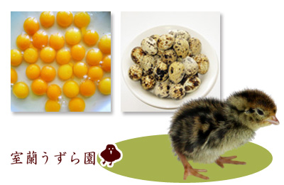 室蘭うずら園 生うずら卵パック詰め